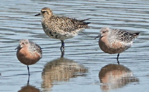 3 New Kuriri and JoJo sneaks back Pacific Golden Plover Pukorokoro Miranda
