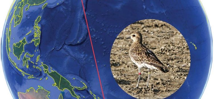 New season Pacific Golden Plover checks in New season Pacific Golden Plover checks in
